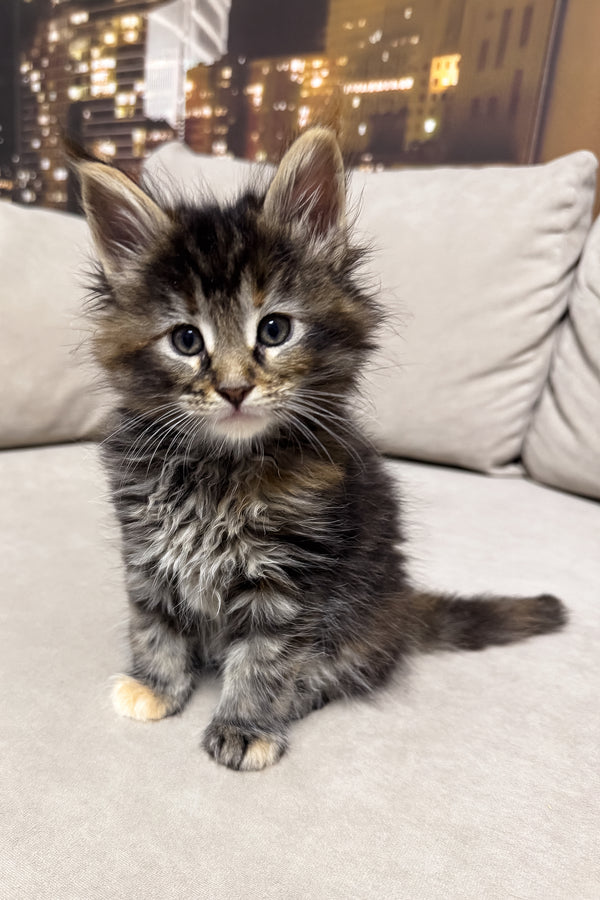 Honda | Maine Coon Kitten