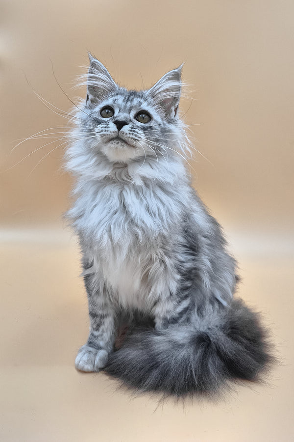 Isadora | Maine Coon Kitten