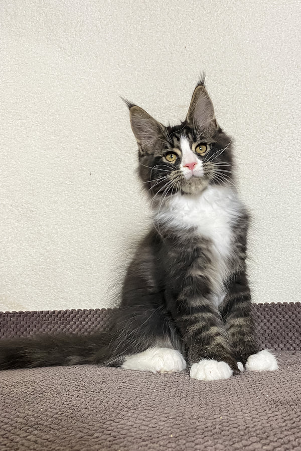 Kaiser | Polydactyl Maine Coon Kitten
