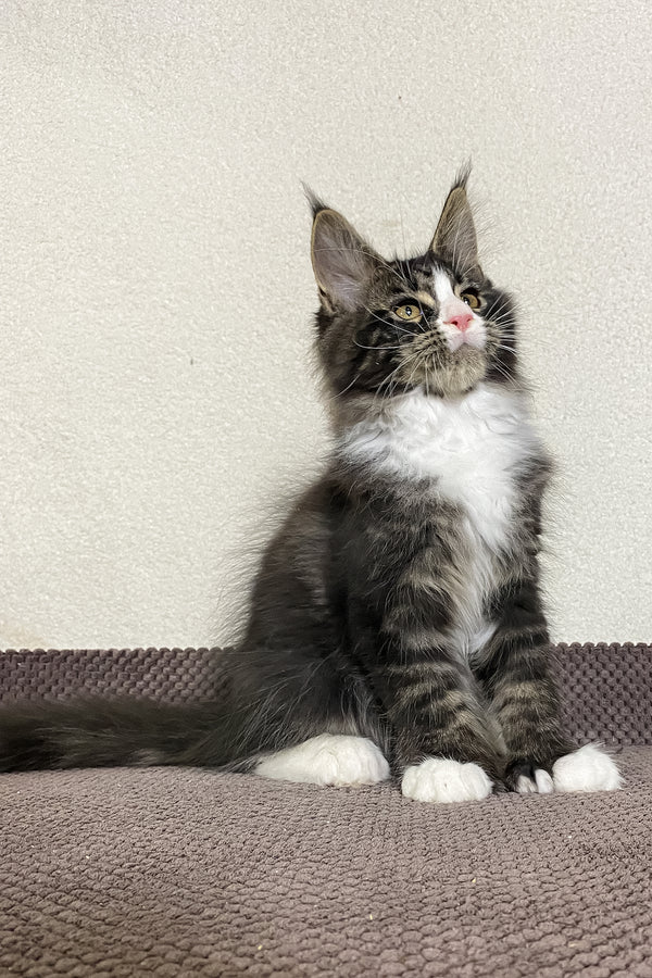 Kaiser | Polydactyl Maine Coon Kitten