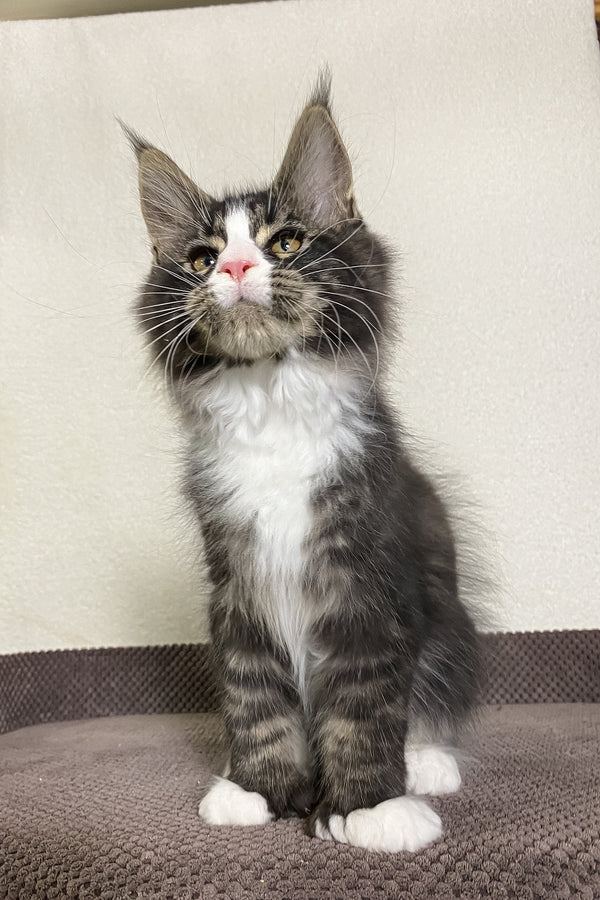 Kaiser | Polydactyl Maine Coon Kitten