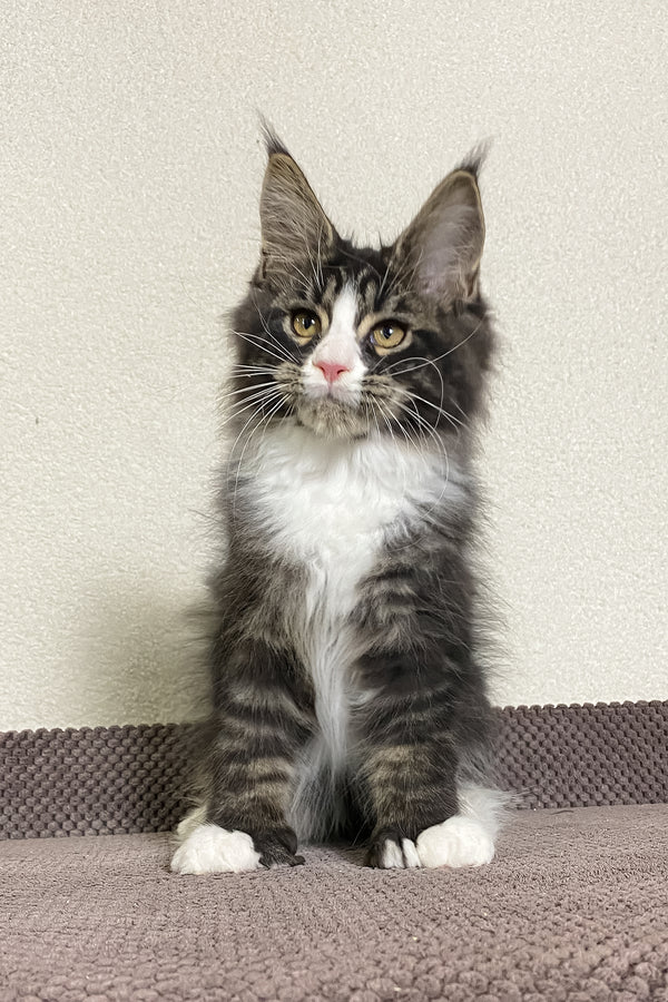 Kaiser | Polydactyl Maine Coon Kitten