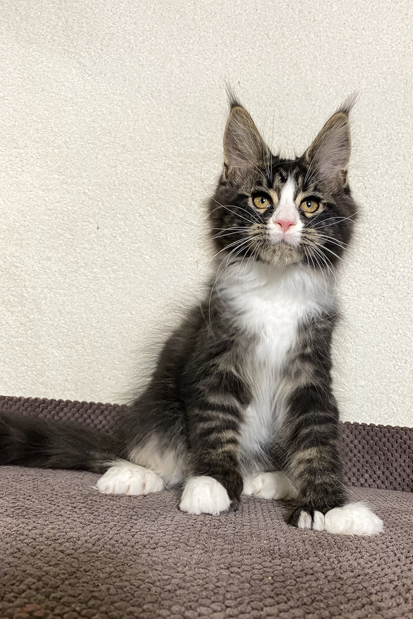 Kaiser | Polydactyl Maine Coon Kitten