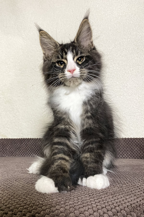 Kaiser | Polydactyl Maine Coon Kitten