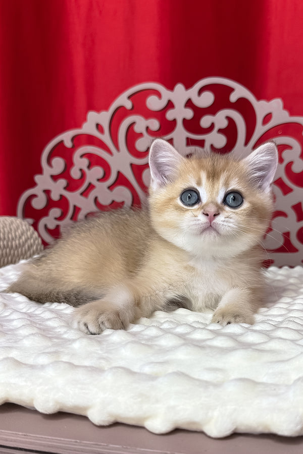 Karen | British Shorthair Kitten