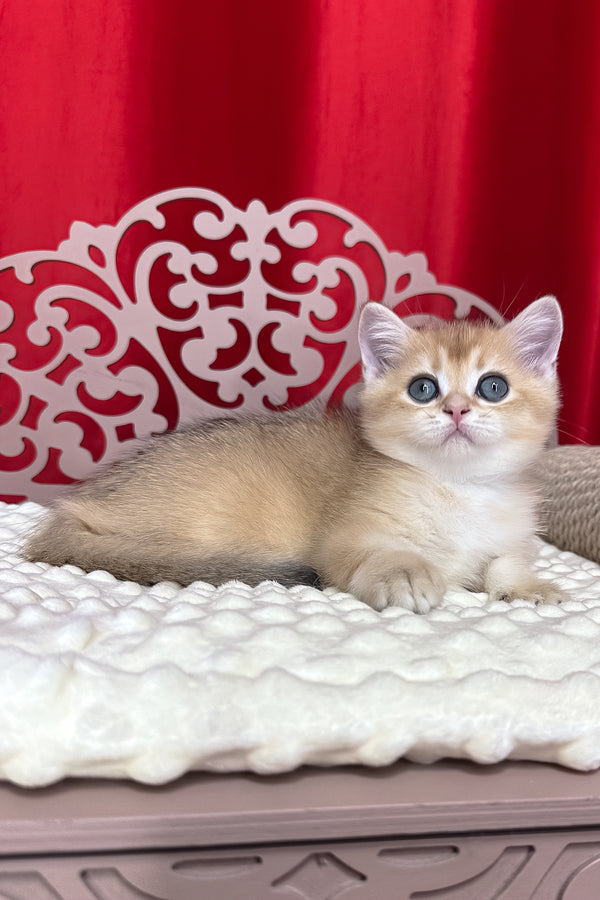 Karen | British Shorthair Kitten