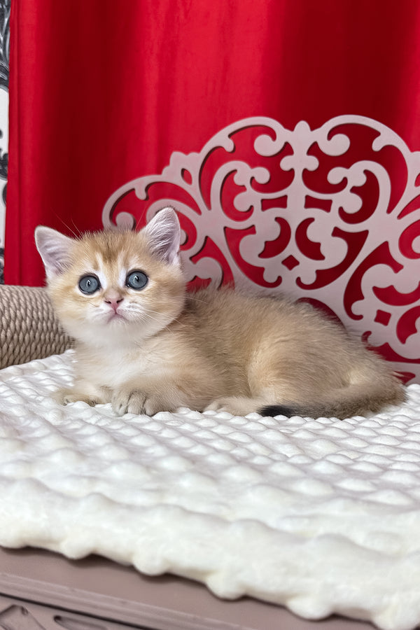 Karen | British Shorthair Kitten