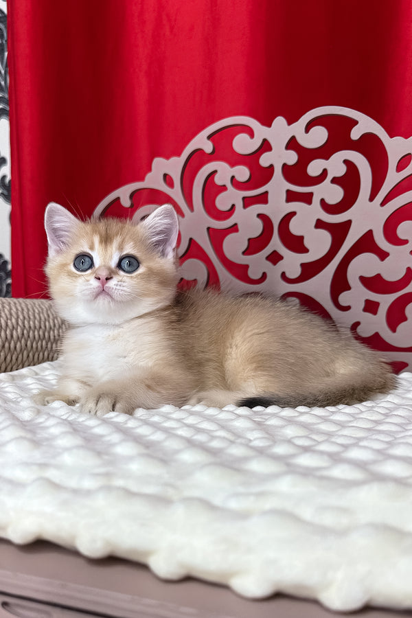 Karen | British Shorthair Kitten