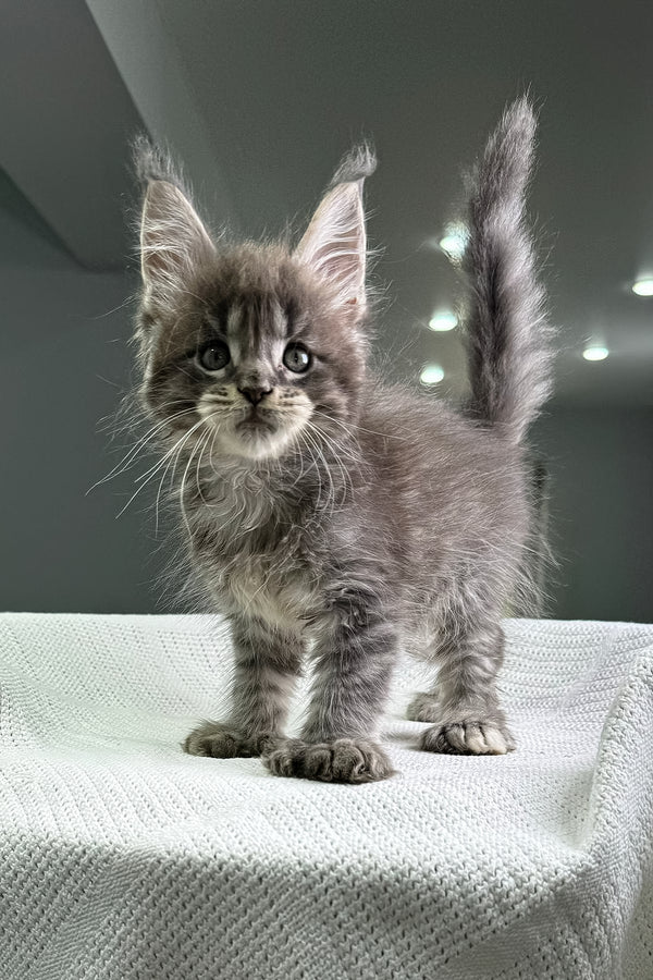 Karon | Polydactyl Maine Coon