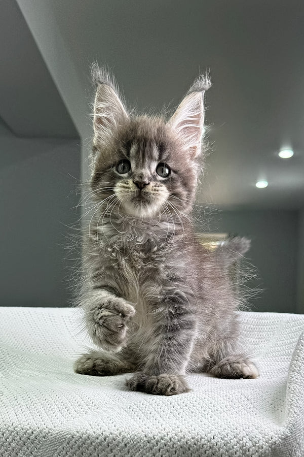 Karon | Polydactyl Maine Coon