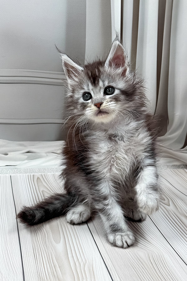 Linas | Maine Coon Kitten