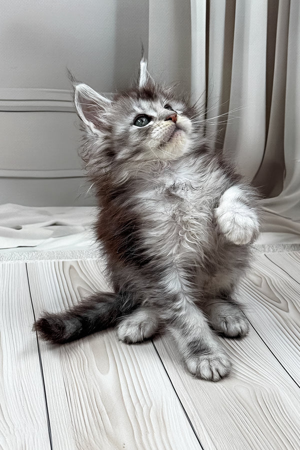 Linas | Maine Coon Kitten