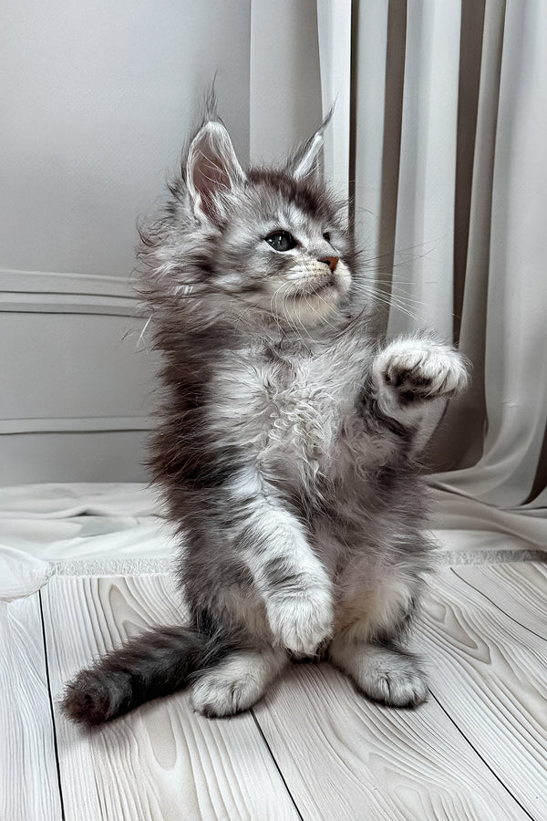 Linas | Maine Coon Kitten