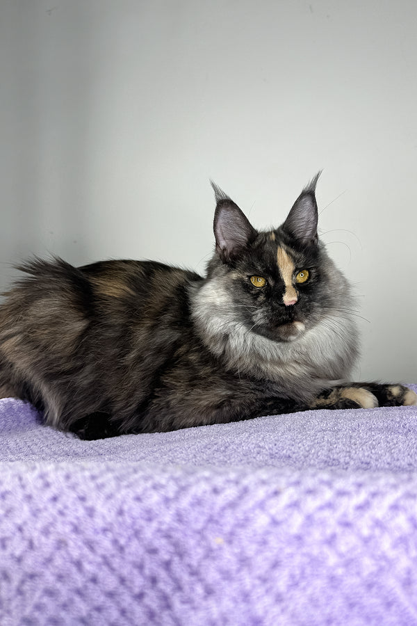 Lynda | Maine Coon Kitten