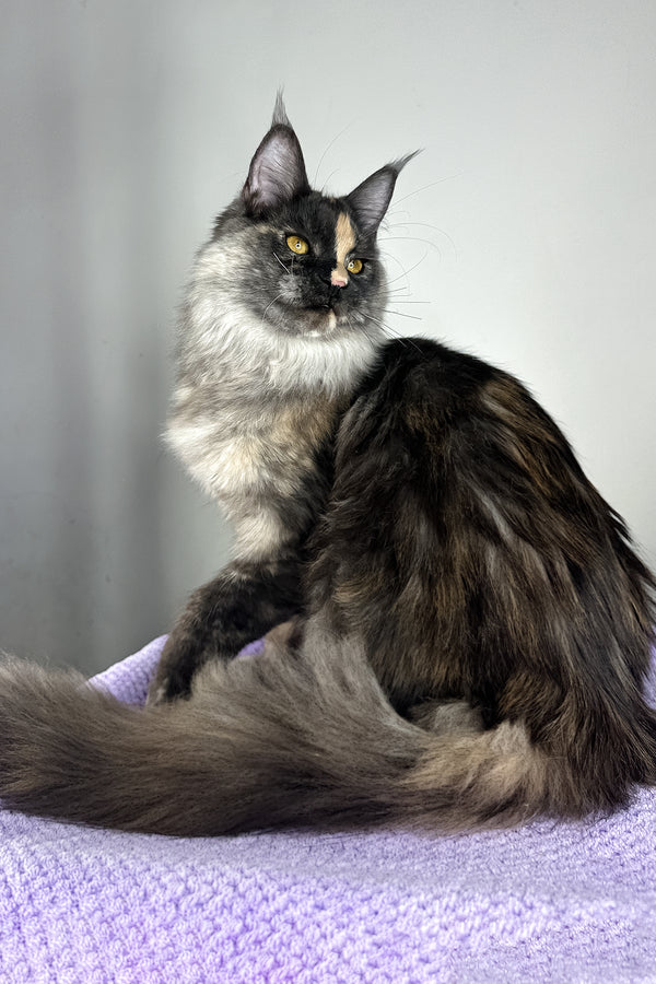 Lynda | Maine Coon Kitten