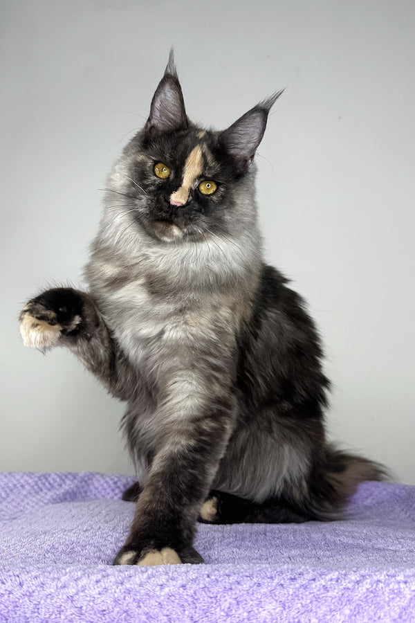 Lynda | Maine Coon Kitten
