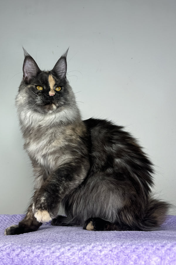 Lynda | Maine Coon Kitten