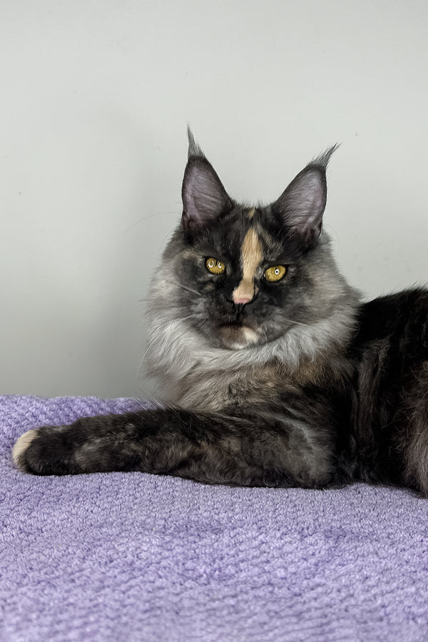 Lynda | Maine Coon Kitten