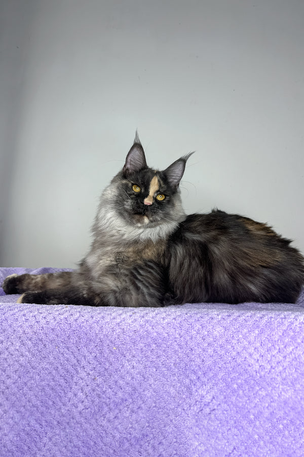 Lynda | Maine Coon Kitten