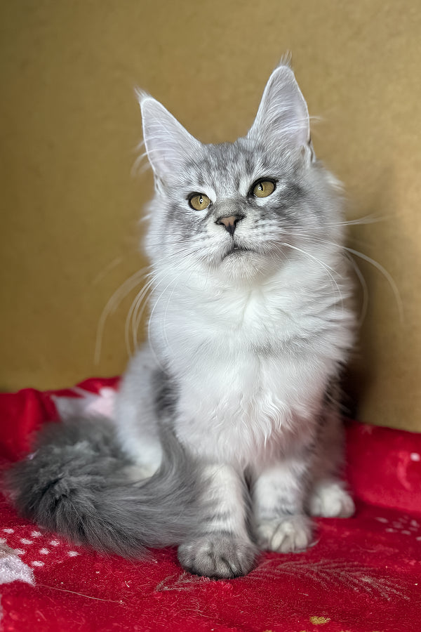 Milanija | Maine Coon Kitten