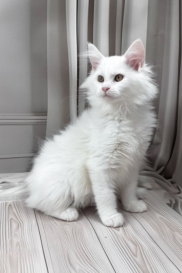 Naina | Maine Coon Kitten
