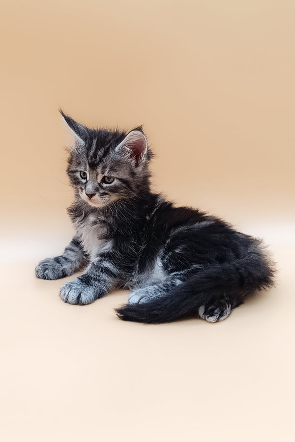 Narsiy | Maine Coon Kitten