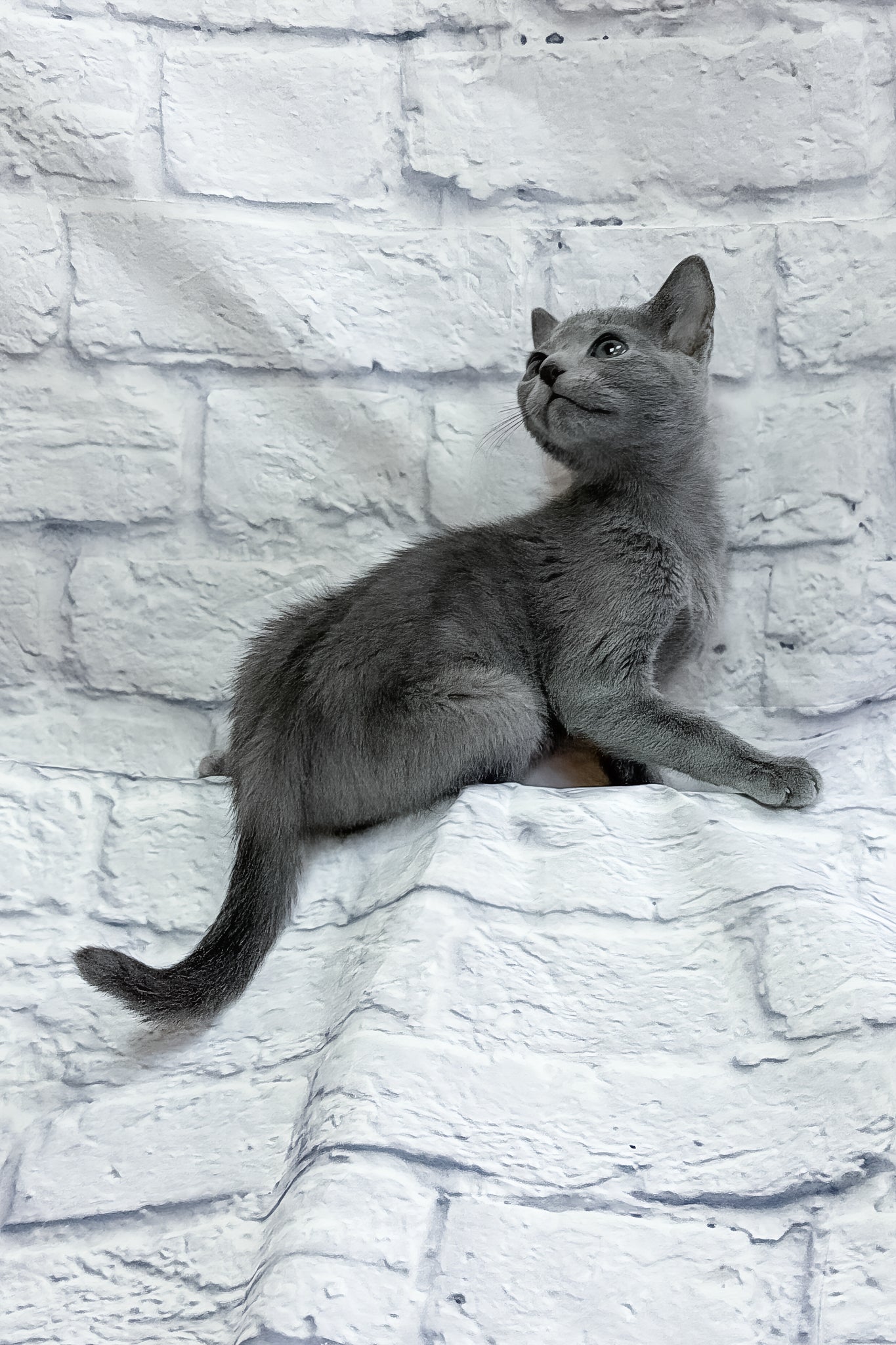 Meet Penny: Your Adorable Russian Blue Kitten