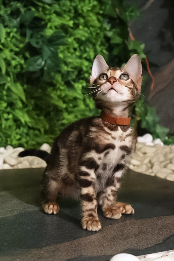 Rose | Bengal Kitten