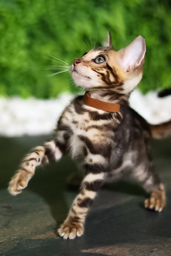 Rose | Bengal Kitten