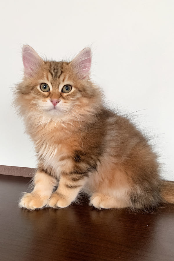 Steven | Siberian Kitten