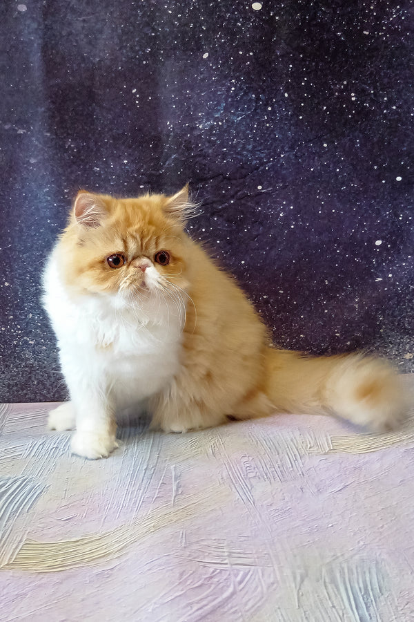Filimona | Persian Kitten