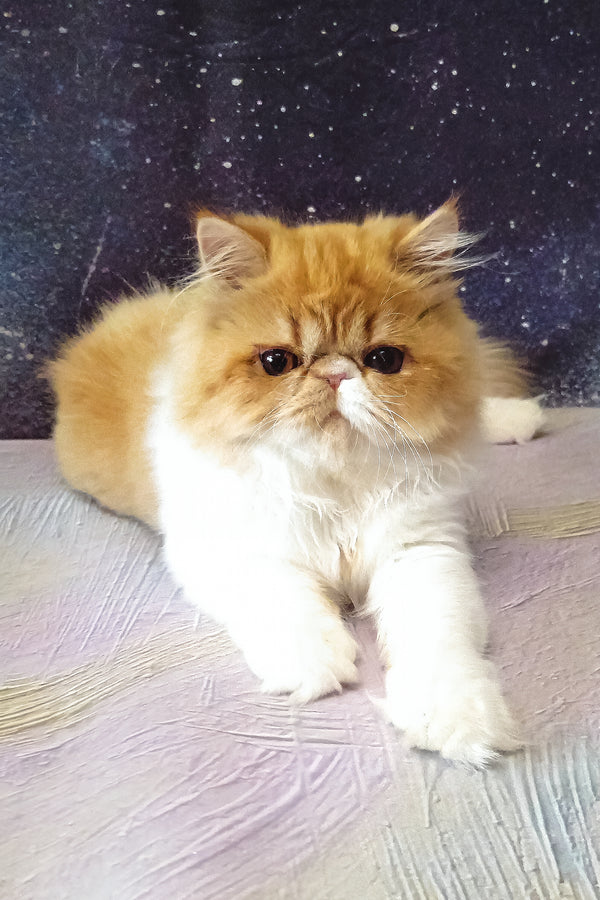 Filimona | Persian Kitten