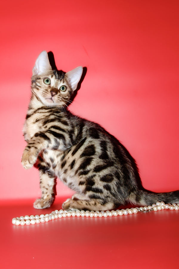 Aurika | Bengal Kitten