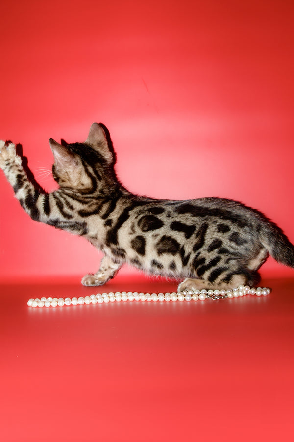 Aurika | Bengal Kitten