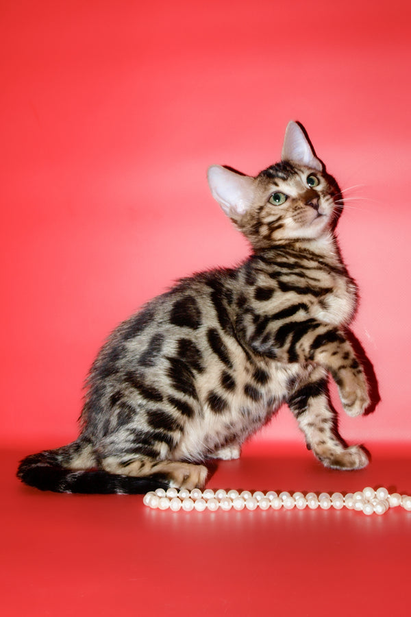 Aurika | Bengal Kitten