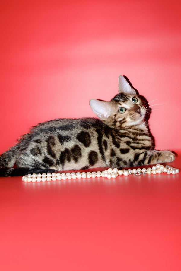 Aurika | Bengal Kitten