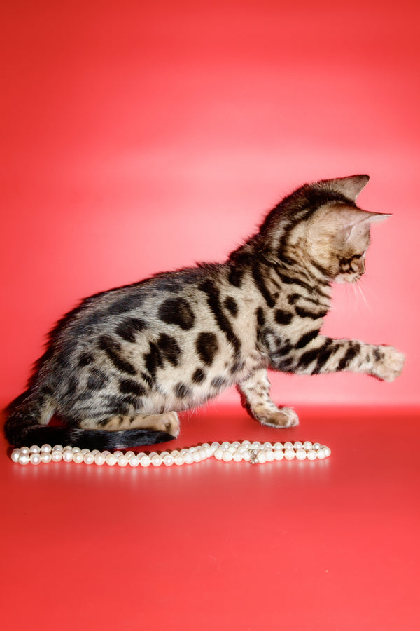 Aurika | Bengal Kitten