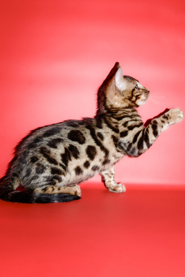 Aurika | Bengal Kitten