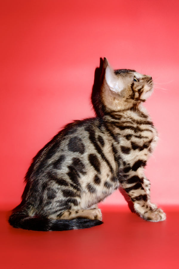 Aurika | Bengal Kitten