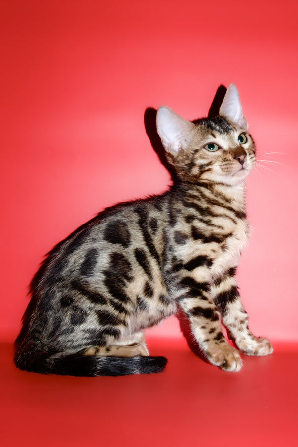 Aurika | Bengal Kitten