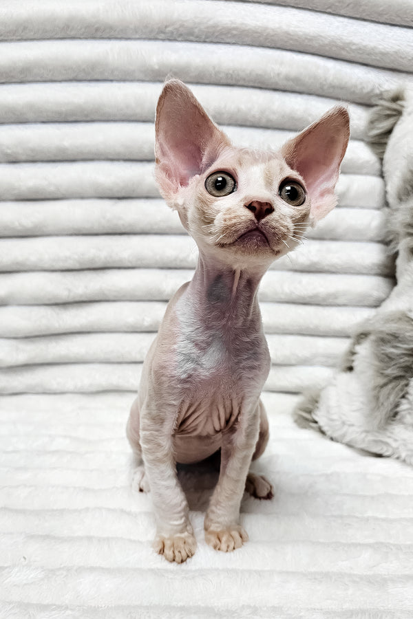 Baileys | Devon Rex Kitten