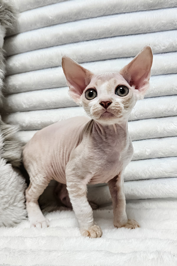 Baileys | Devon Rex Kitten