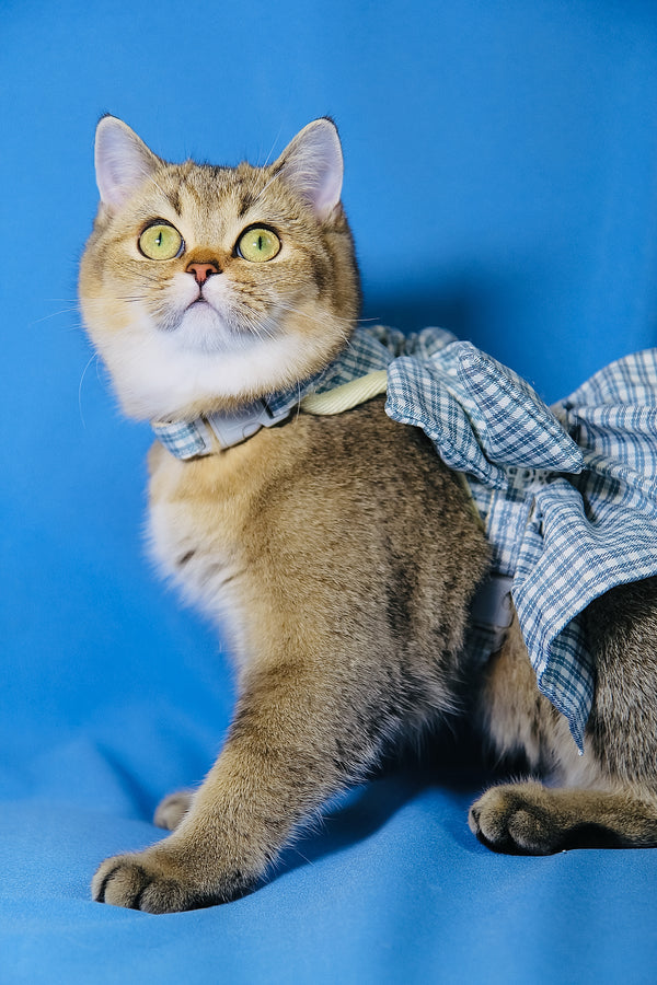 Candy Barbie | Scottish Straight Kitten