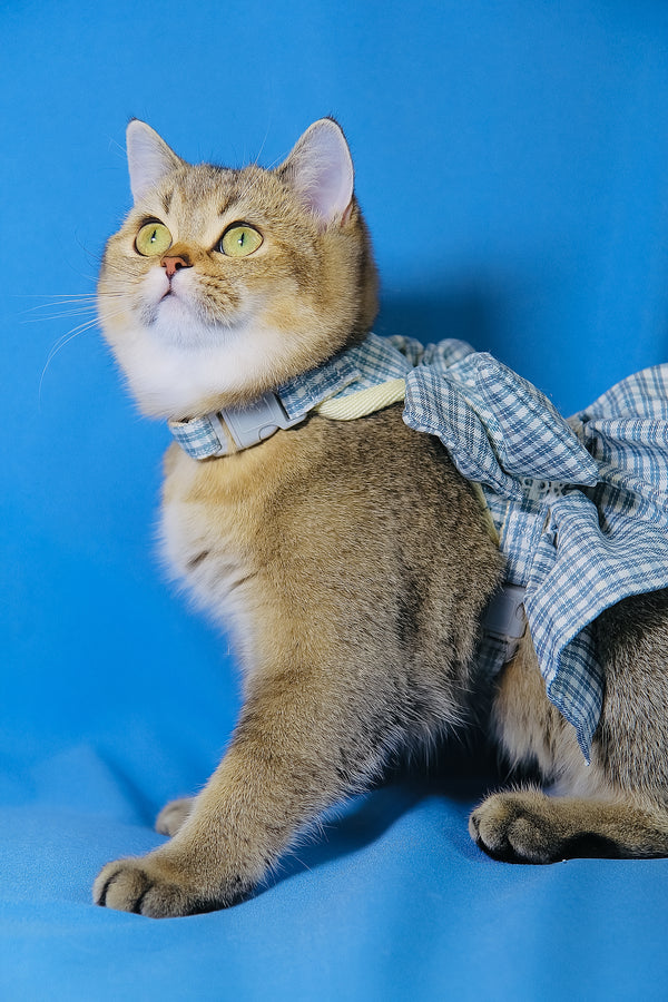 Candy Barbie | Scottish Straight Kitten