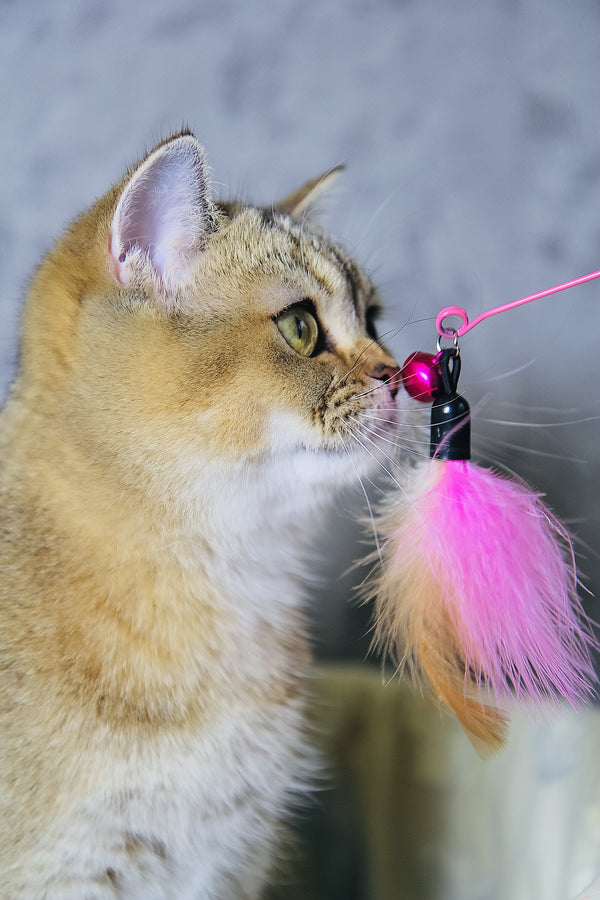 Candy Barbie | Scottish Straight Kitten