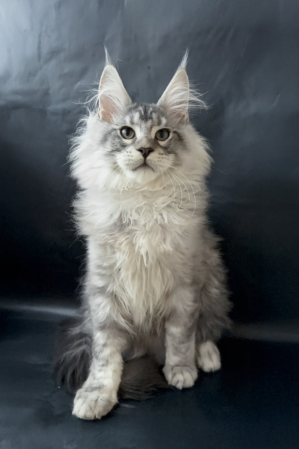Dilayla | Maine Coon Kitten