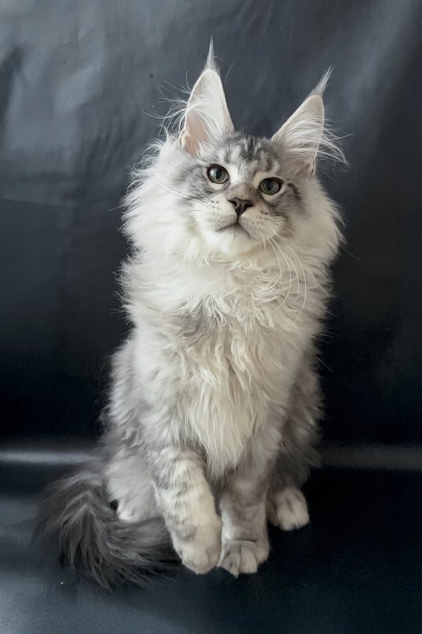 Dilayla | Maine Coon Kitten