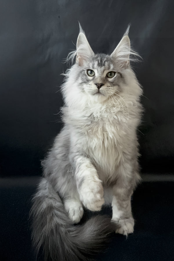 Dilayla | Maine Coon Kitten
