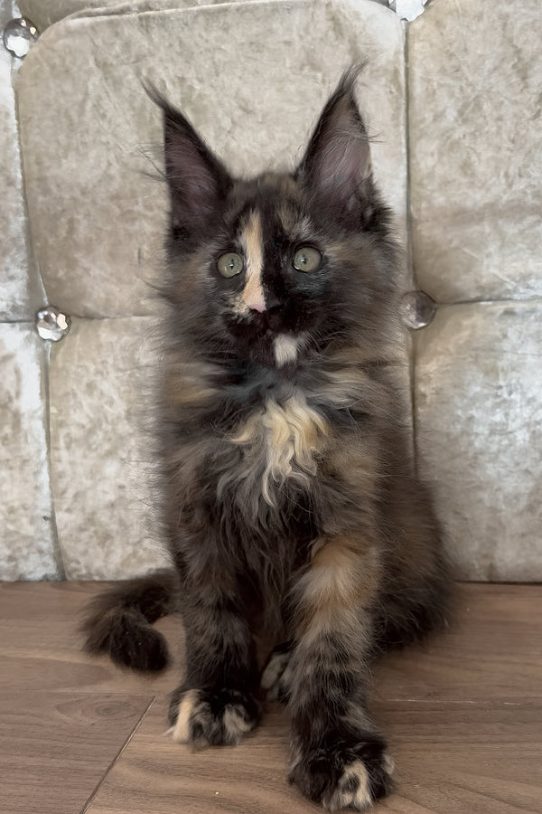 Esmi  | Maine Coon Kitten