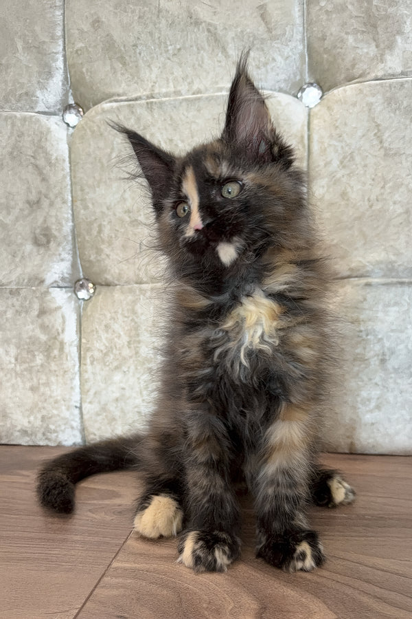 Esmi  | Maine Coon Kitten